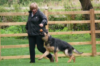 Phase B Obedience