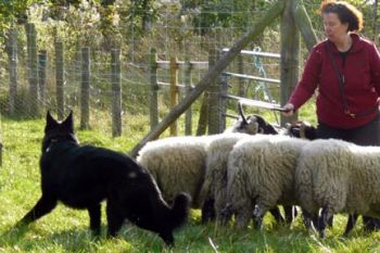 Heather and Zorro B.H. AD training with Sheep